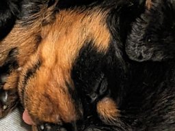tyson 12